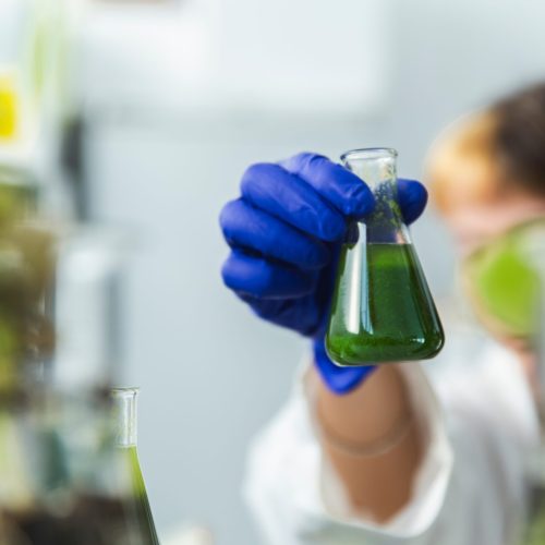 Scientist,Checking,Samples,Of,Spirulina,Algae,In,Flask,At,Laboratory